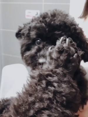 A post by @cutepettyy on TikTok caption: Love you 😘 #PetsOfTikTok #wipeitdownchallenge #wipeitdown #fortou #fyp