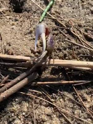 A post by @kevincharlesoc on TikTok caption: how many crabbys you got? 🦀 #crabwalk #capecod