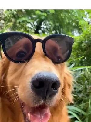 A post by @kanepollard2020 on TikTok caption: Do u miss me? Let me know 🥰😍 @squadapp #dogsoftiktok #goldenretriever #foryou