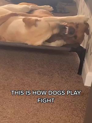 A post by @woodyadog on TikTok caption: #fyp #dog #cute