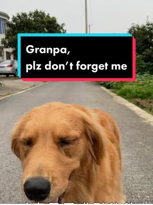 A post by @kanepollard2020 on TikTok caption: If there is another life, I will definitely be with you.😭🐕#goldenretriever #dogs #petstory #foryou