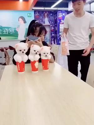 A post by @aizz44 on TikTok caption: Would you like to trade your dog for milk tea? Yes 1 or no 2#dog