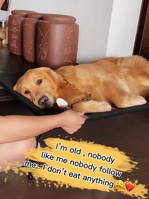 A post by @petshhome on TikTok caption: No,You’re healthy.dot sad❤️#PetsOfTikTok #dog #dogsoftiktok #doglover #goldenretriever #foryoupage #foryou #fyp #pet #tiktokanimals