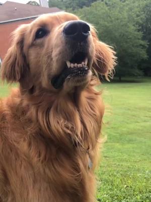 A post by @livingthegoldenlife on TikTok caption: Teddy said “Woman, I walk myself” #dog #puppy #pet #animals #fyp #foryou