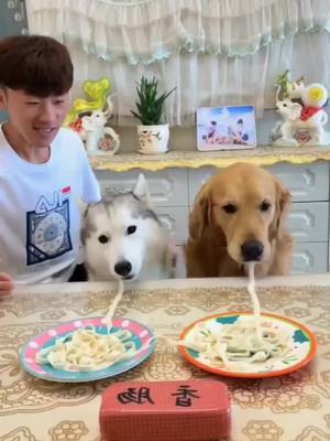 A post by @pegttoo on TikTok caption: #foryou #pets #fyp #dogs Who eats faster? 😂😂😂