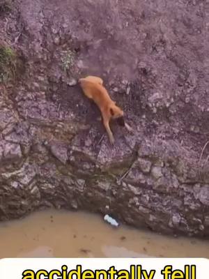 A post by @pettcuet on TikTok caption: Did the dog make it to the rescue?#dog #foryou #fyp #dogs #fyp #bnoing