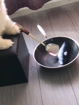 A post by @ifashion2020 on TikTok caption: I want to eat!#puppy #socute #foryou #pet #funny #cute