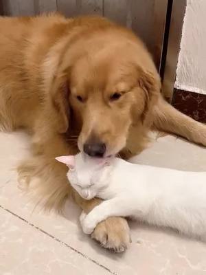 A post by @kanepollard2020 on TikTok caption: I really like u, even u are a cat. Do u agree with it? 🙃#petstory #doggo #fyou