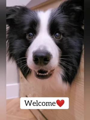 A post by @luckydog_sasa on TikTok caption: 🐶: Welcome to my shop😂😂😂#fy #fyp #PetsOfTikTok #petstory