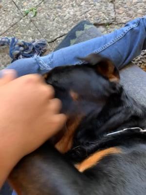 A post by @sinemundyesim58 on TikTok caption: Balgay❤️ #mein #Rottweiler #ist #der #süßeste #Hund #Der #Welt