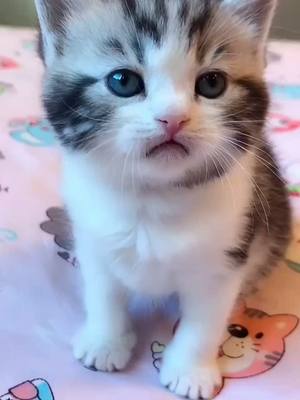 A post by @dogandcatstory on TikTok caption: So cute.#kitty #catsoftiktok #fyp #foryou #foryoupage #cutecat