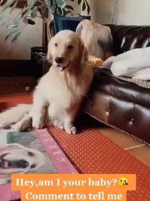 A post by @sunnyway696 on TikTok caption: Am I your baby?If love me,please tell me😘😘#dog #dog #fyp #foryou #puppy