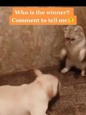 A post by @sunnyway696 on TikTok caption: Dog?Cat?Who is stronger?Who will be the winner?Tell me please🤔🤔#dog #pet #fyp #foryou #puppy