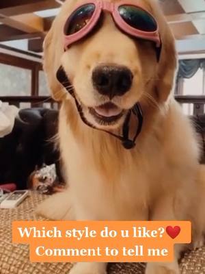 A post by @sunnyway696 on TikTok caption: I'm a fantasy dog,so which style do u like?❤😘#dog #pet #fyp #foryou #puppy