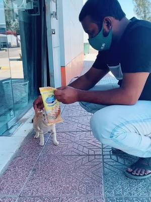 A post by @naseer___ on TikTok caption: ❤️❤️❤️cat lover#cat #catlover