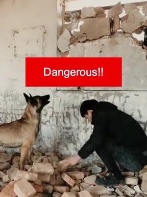 A post by @lovepet66 on TikTok caption: What will a dog do when his master is under danger?🤔😢#dog #pet #fyp #foryou #puppy