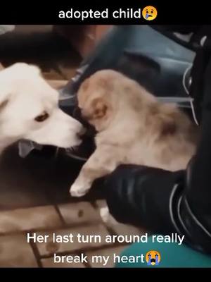 A post by @lovepet66 on TikTok caption: Mother dog sees off her adopted child,my heart is broken when I see the end....💔💔#dog #pet #foryou #fyp #Love