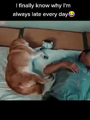 A post by @lovepet66 on TikTok caption: Now I know the reason why I'm always late🤣🤣#dog #pet #fyp #foryou #puppy #funny