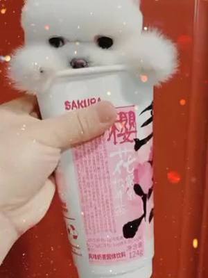 A post by @sunnyway696 on TikTok caption: The cup is bigger,or I'm bigger😘#dog #pet #foryou #fyp #puppy #funny