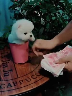 A post by @sunnyway696 on TikTok caption: I am a good helper for u to count money😎😎#dog #pet #puppy #foryou #fyp #funny