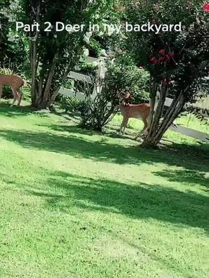 A post by @lakeisready on TikTok caption: I hope they visit more 😁 #fyp #foryoupage #deer #nature #cottagecore #garden. #tennessee