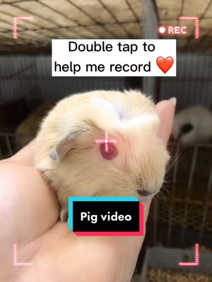 A post by @max01170226 on TikTok caption: Would u help me?❤️#guineapig #foryoupage #fyp #PetsOfTikTok