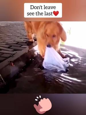 A post by @luckydog_sasa on TikTok caption: Are you proud of the dog's behavior?👍❤️🐶#cleverdog #dogsoftiktok #fy #foryou #dogstory