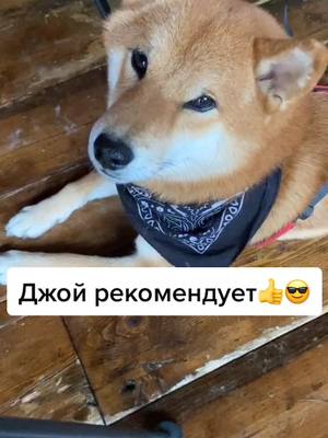 A post by @joy_good_boy on TikTok caption: Рубрика «Джой рекомендует» 😃 Всем собачникам Москвы на заметку🤓 А ещё там собачке нальют воды 🐕💦 #сиба #сибаину #кафемосквы #меставмоскве