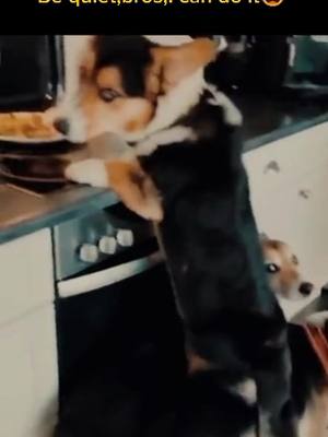 A post by @sunnyway696 on TikTok caption: Hey bros, we must work together to do the job😎😎#dog #pet #funny #foryou #fyp