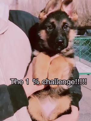 A post by @pet_kirsty on TikTok caption: Can you do it🐶?#doggy #foryou #realife