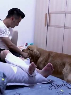 A post by @lovepet66 on TikTok caption: I can look after my father well,do u think I am a good dog?❤🐶#dog #pet #fyp #foryou #Love #puppy