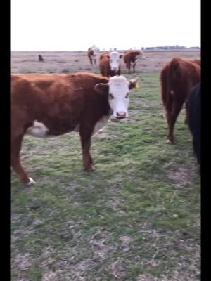 A post by @noah_coppock on TikTok caption: CATTLE! #farm #ranch #country