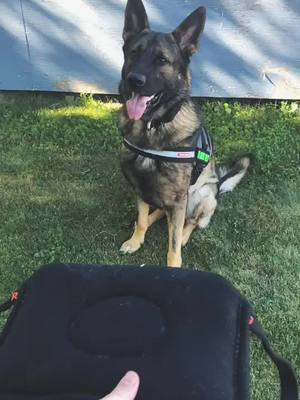 A post by @gsd.havoc on TikTok caption: Practising my bites for when intruders come to my door 😈 #GSD #germanshepherd #germanshepherdsoftiktok #fyp #gsdoftiktok #dontcomeatme #bitework