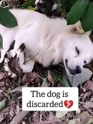 A post by @luckydog_sasa on TikTok caption: Dog need your love🙏What should i do?😭#petslover #dogsoftiktok #Love #foryoupage #fy