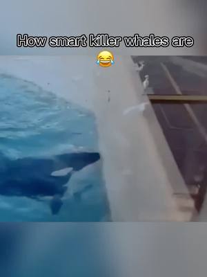 A post by @oldsportman on TikTok caption: This is a so smart animal#whale #hunting#funnyvideos #TikTokRecipe