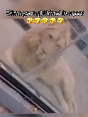 A post by @oldsportman on TikTok caption: Oh，your girlfriend doesn’t like you anymore🤣🤣🤣#funnyvideos #lion#couple#TikTokRecipe