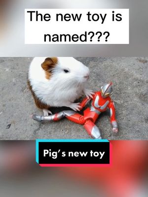 A post by @max01170226 on TikTok caption: Which anime did this toy come from?🤔comment ur answer 🤩🤩#guineapig #fyp #foryoupage #PetsOfTikTok #