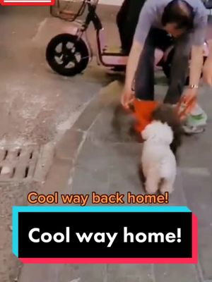 A post by @animalguard on TikTok caption: Cool way home!😎#doglover #dogsoftiktok #dogs #puppy #fyp #foryou #happyathome