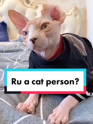 A post by @wrymouthcat on TikTok caption: Are u a cat person?🐱❤️#fyp #CatPerson #cat #sphinx #catlover #PetsOfTikTok #babycat #cutecat #wrymouthcat #pet #petlover #meow #catsoftiktok #adoptme