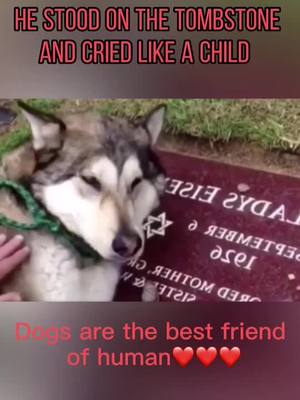 A post by @dogdogdogs0 on TikTok caption: Poor doggy cried like a child! God bless you! We all love you!#dog #dogsoftiktok #loyaldog #foryou #fyp