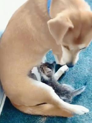 A post by @yoyocatbaby on TikTok caption: Oh, noooo , its a dog not ur mom#😂😂😂😂😂😂😂 #foryou #funnypet #pet #kittycat #foryoupage #petoftiktok #cute #tiktok #catlove