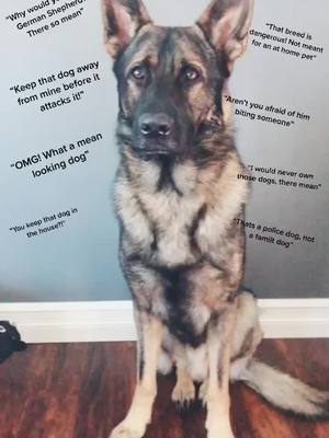 A post by @gsd.havoc on TikTok caption: Keep your opinion to yourself ✌🏻 #undefeated #gsd #fyp #germanshepherd #gsdoftiktok #germanshepherdsoftiktok #tocoolforyou #bestbreed