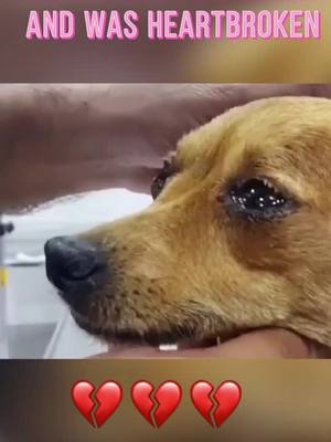 A post by @dogdogdogs0 on TikTok caption: Told me that you will be kind to your dogs and cats!! #dog #dogsoftiktok #dogs #foryou