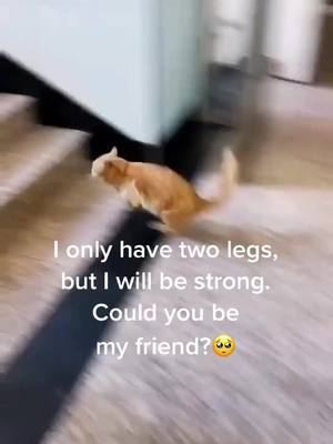 A post by @smartdogcat on TikTok caption: May you say "hi" if you're my friend?#cat #pet #petlover #catsoftiktok #catlover #strong #fyp #foryou