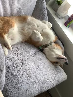 A post by @nelliethecorgi on TikTok caption: Morning nap 😴 #corgi #fyp #foryoupage