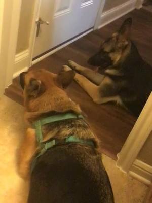 A post by @jessieg9614 on TikTok caption: 😂😂😂 #germanshepherds#mygirls