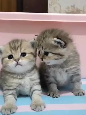 A post by @yoyocatbaby on TikTok caption: Which one is the cutest kitty in the video #cat #foryoupage #cute #kittycat #fyp #foryou #catlove #cutepets