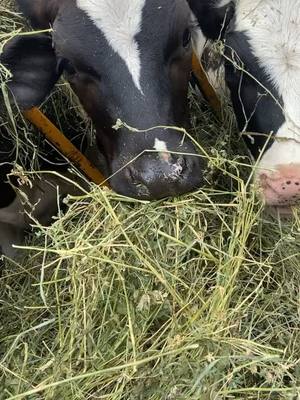 A post by @austinjdfarmlife on TikTok caption: Cronchin #americasdairyland #holstein #alfalfa