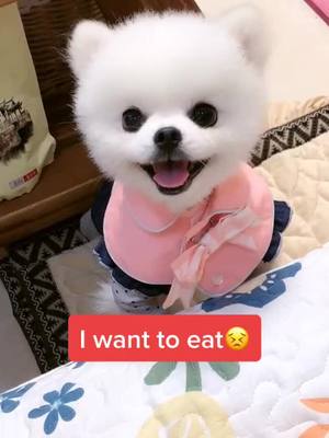 A post by @cutedogpet on TikTok caption: 😋#pet #dog #puppy #cute #fyp