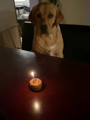 A post by @rugerdunkin on TikTok caption: My 1st bday🐶 #fyp #dogsoftiktok #dogsbirthday